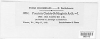 Puccinia caricis-solidaginis image